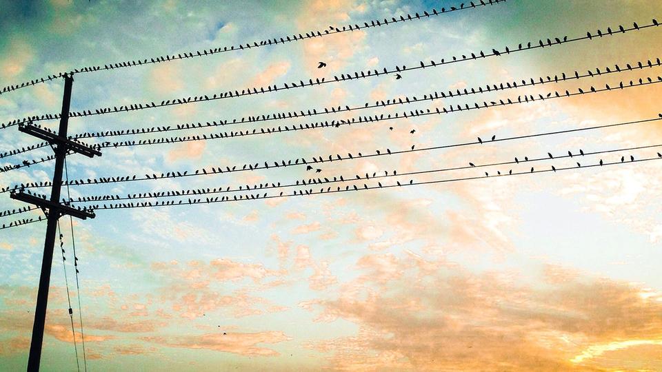 Many birds sitting on telephone pole wire at dusk