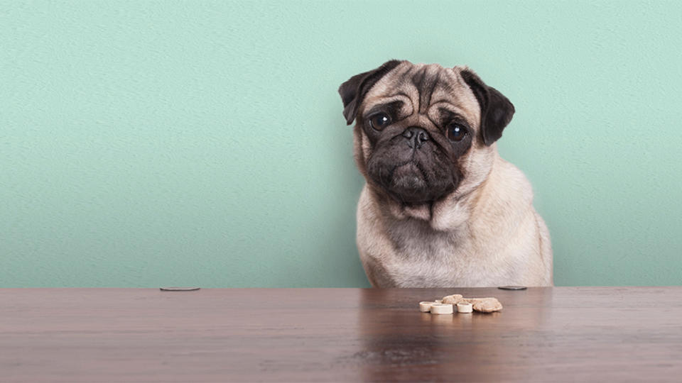 Pug dog sitting in front of some treats on a table. 