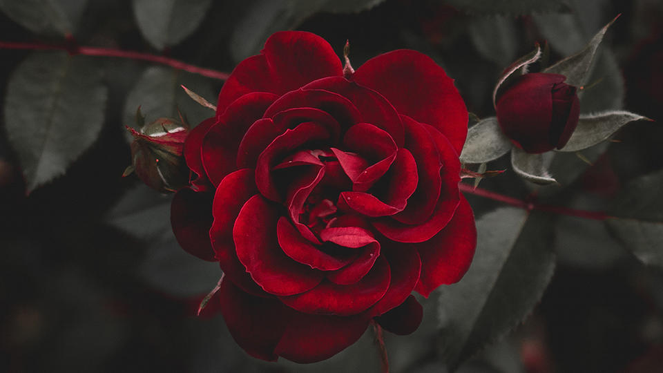 A bloomed red rose over a gloomy background. 