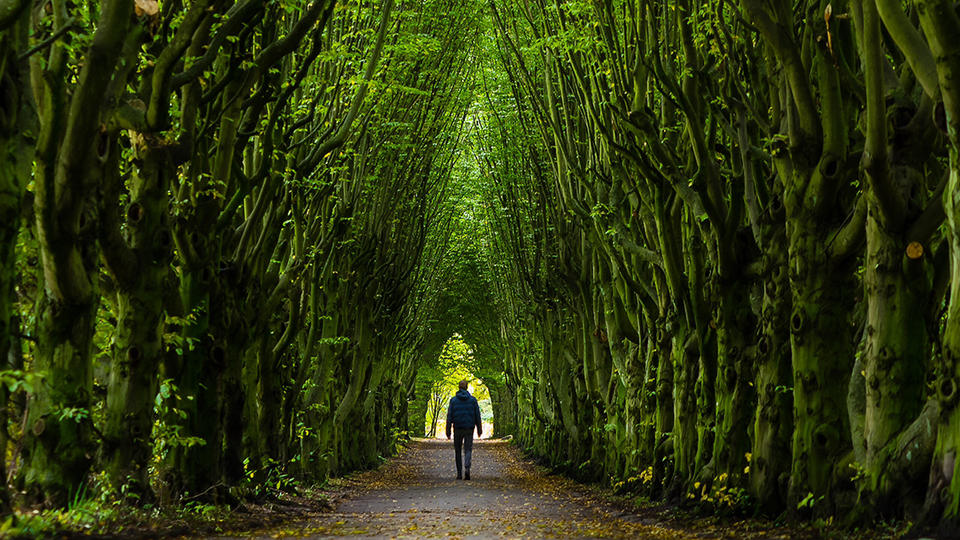 Man walking down a forest path