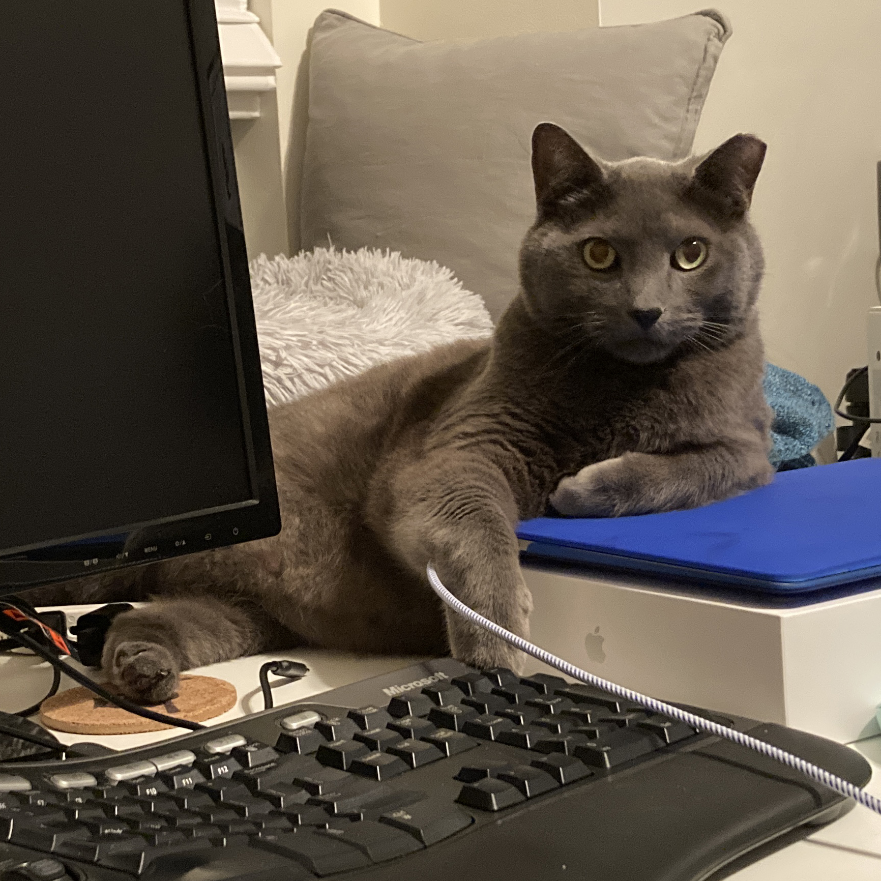 Cat by the computer