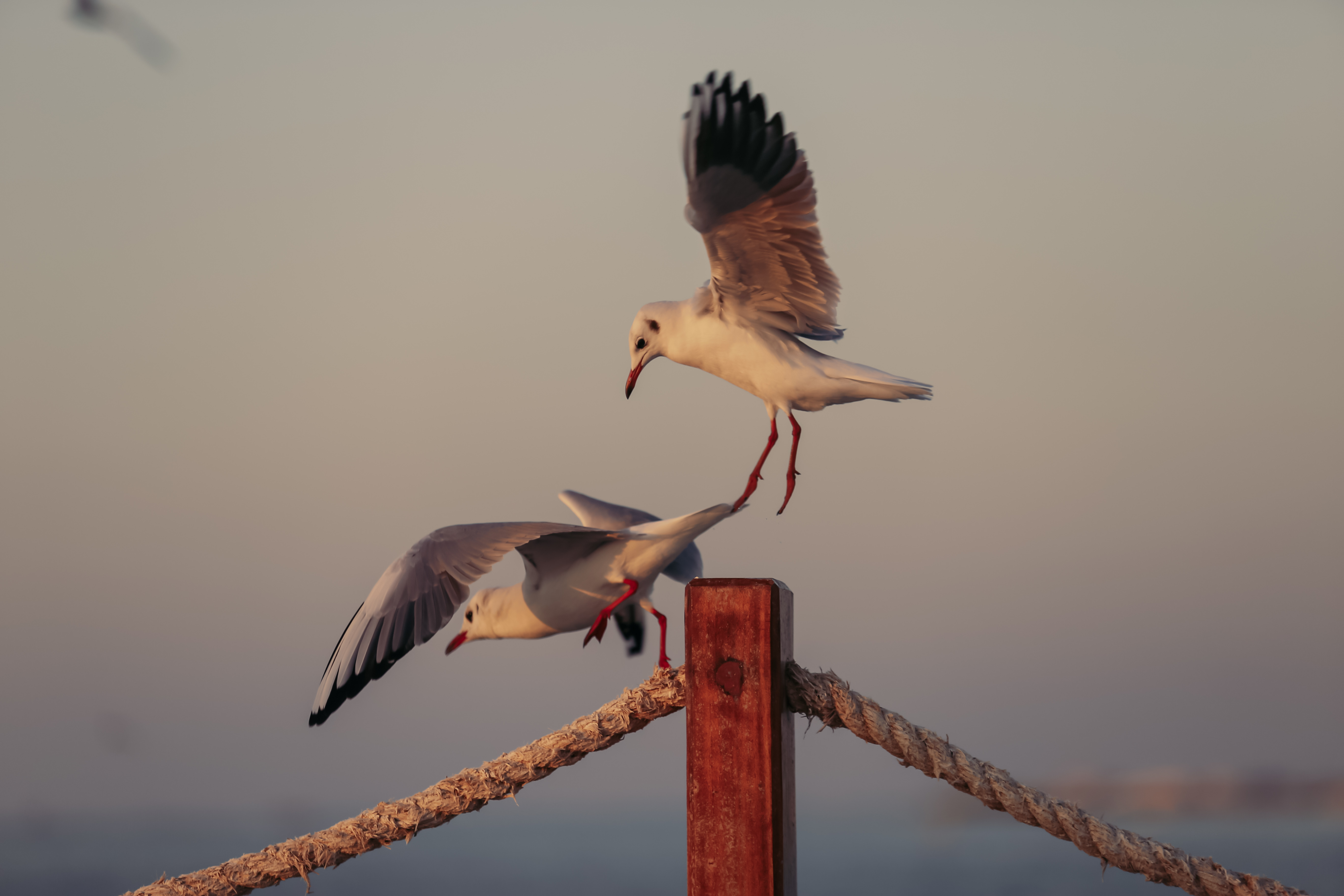 Seagulls fighting