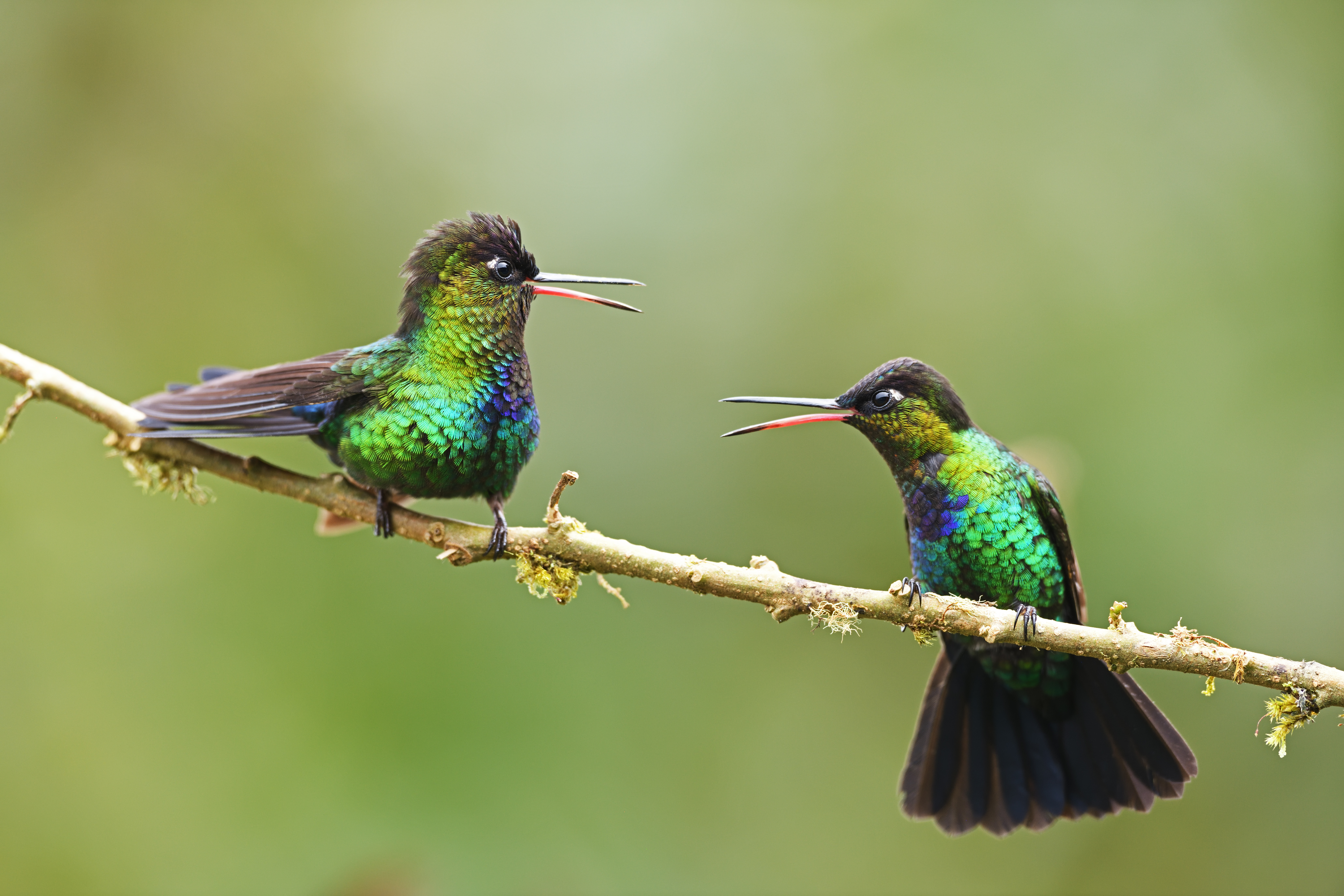 Birds fighting