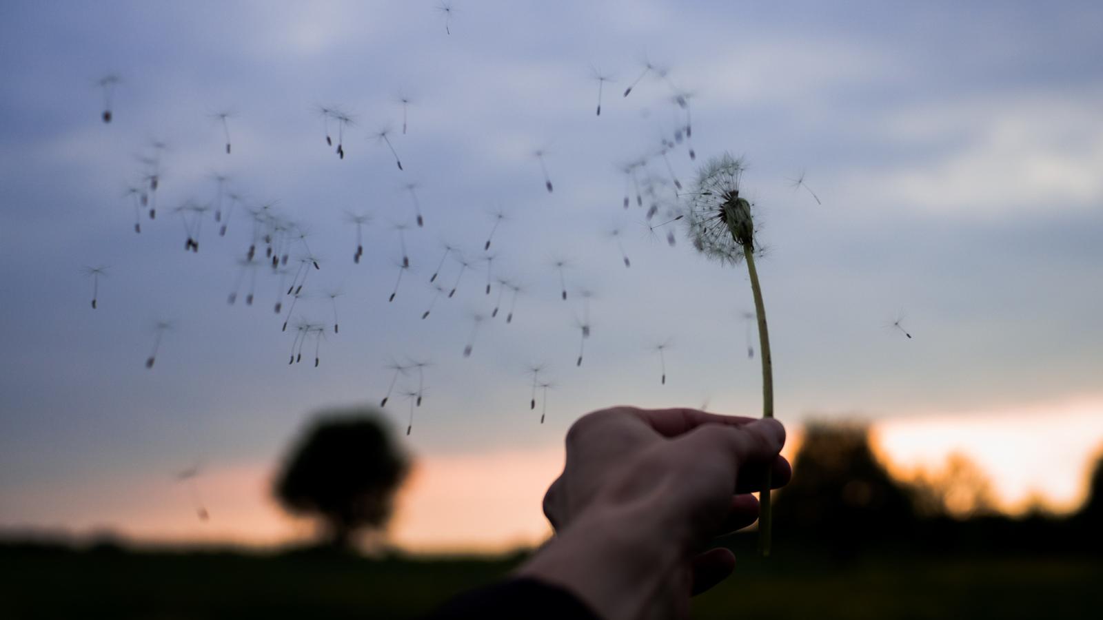 Dandelion in the wind