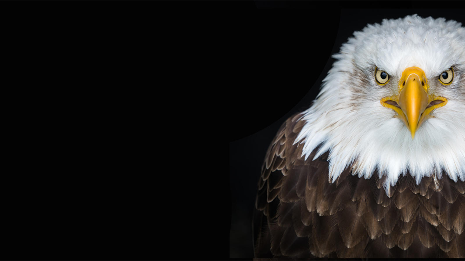 Bald eagle staring at camera