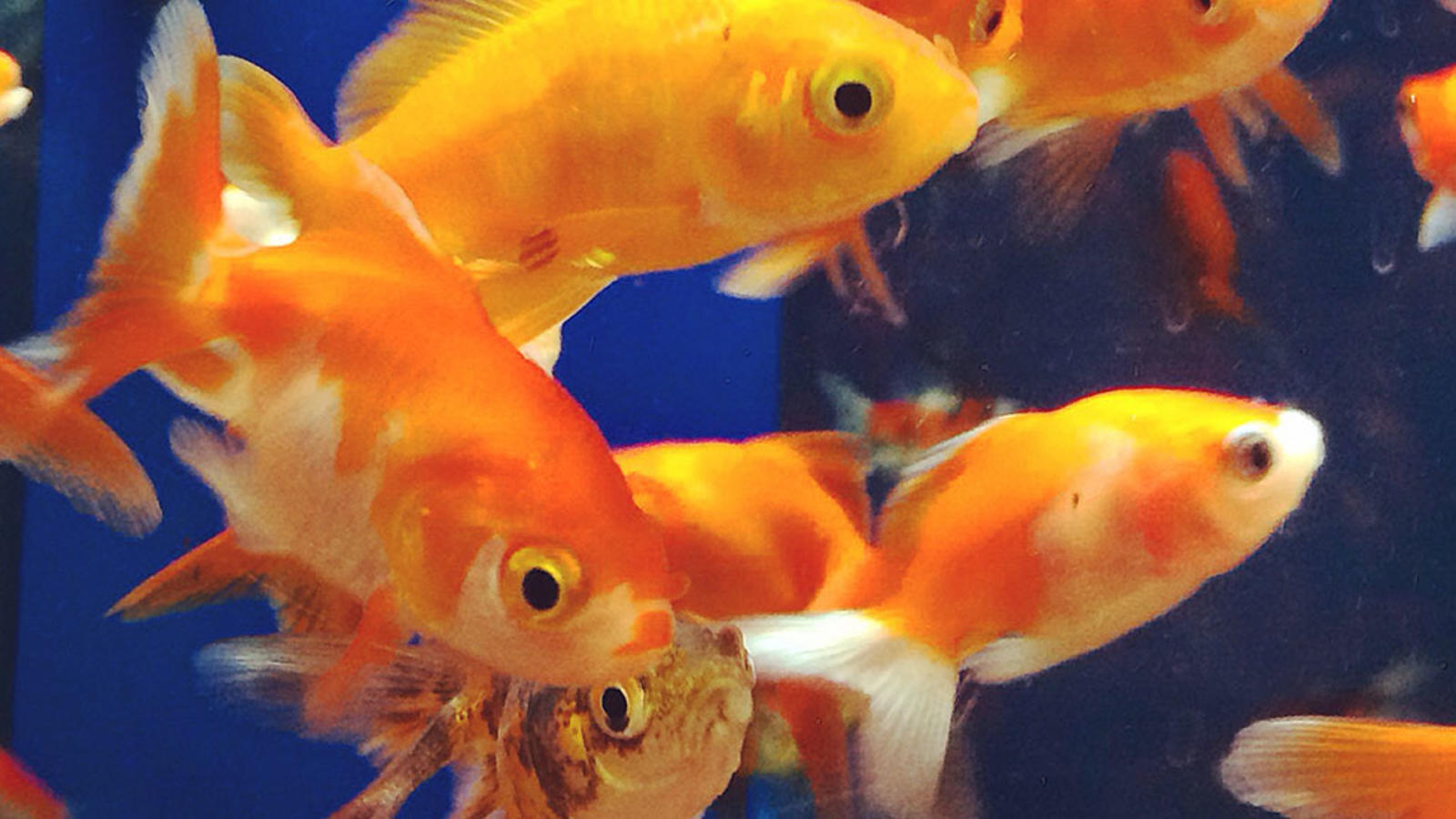 Group of goldfish