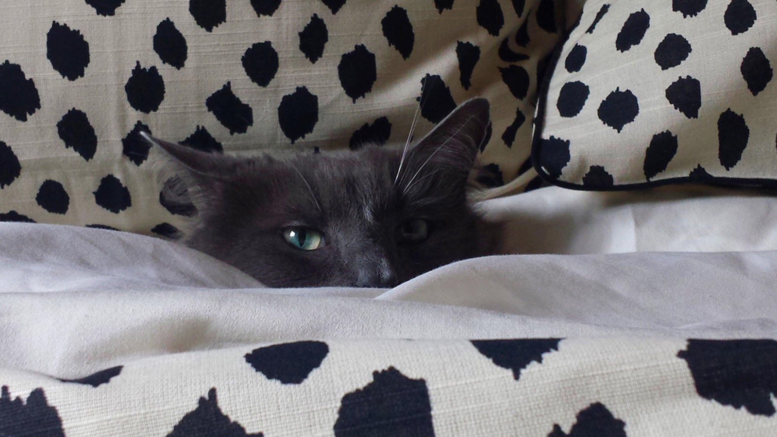 A cat tucked into a comforter on a bed.