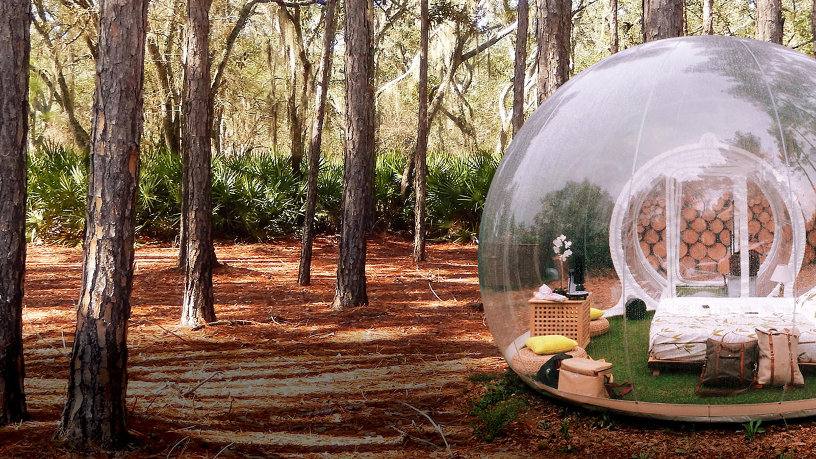 See through bubble tent in a forest