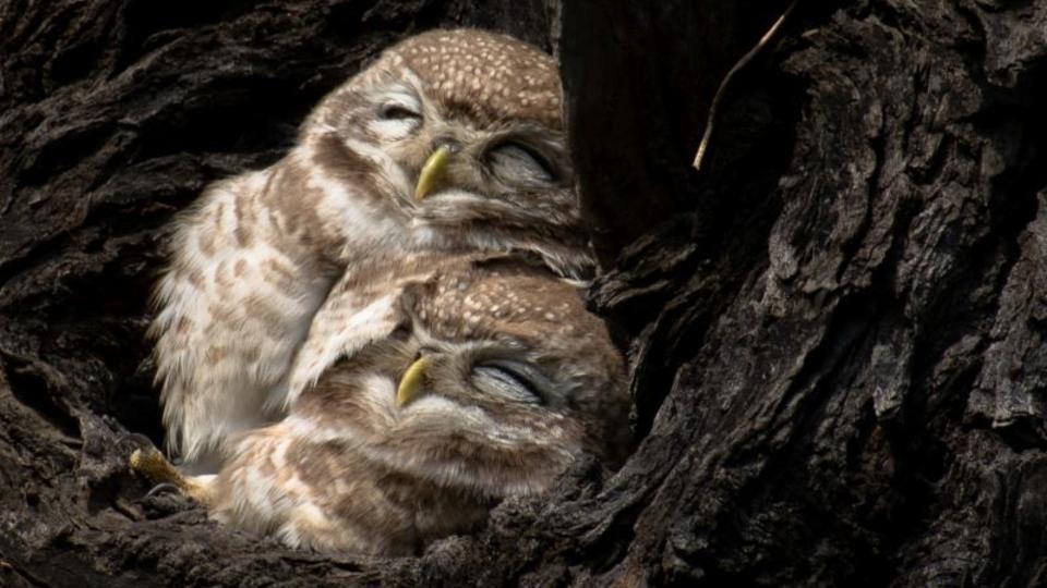 Two owls snuggling in a tree