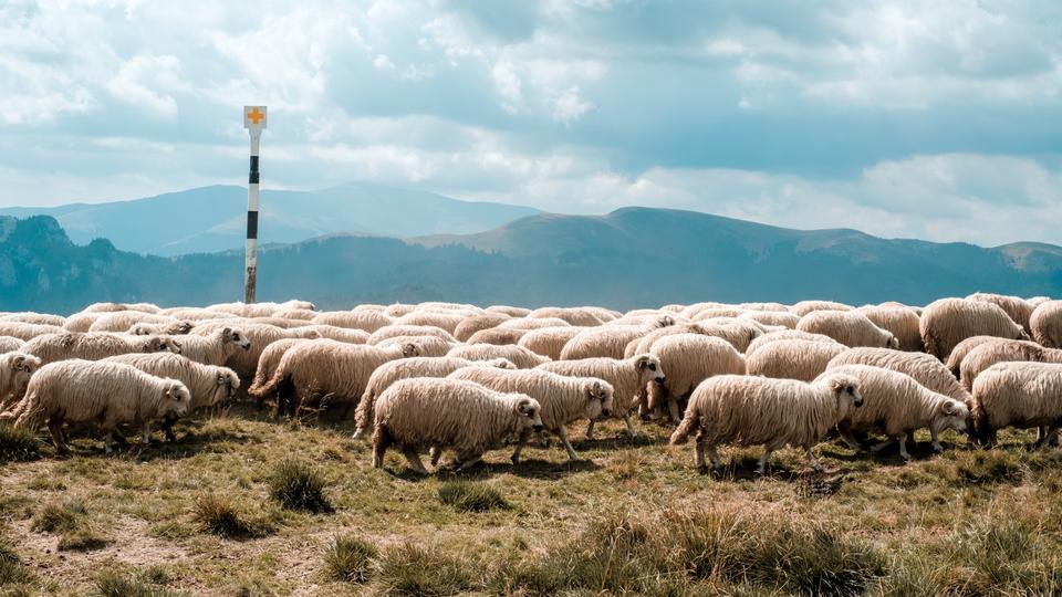 Sheep on mountain side