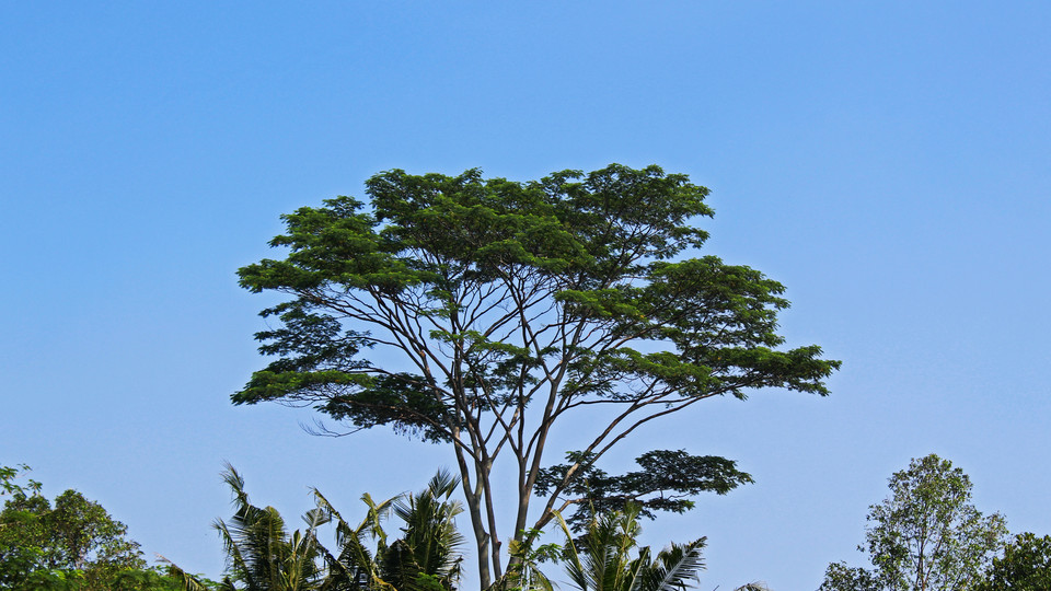 Tall tree