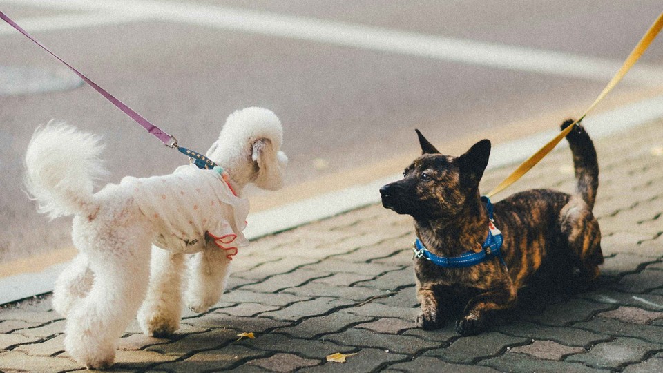 Two small dogs face off in the street