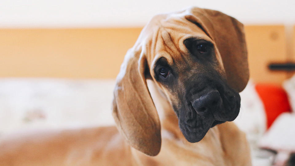 Effective communication with clients A dog looking confused