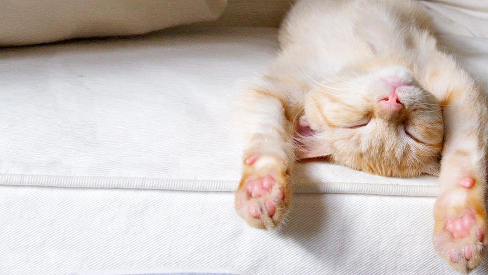 Kitten napping on a couch Daydream Believer