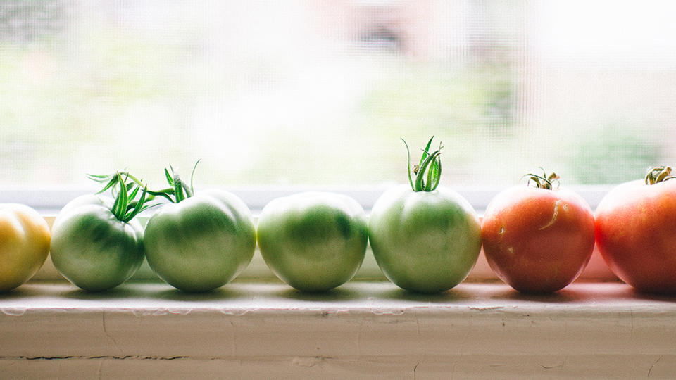Tomatoes on a window sill