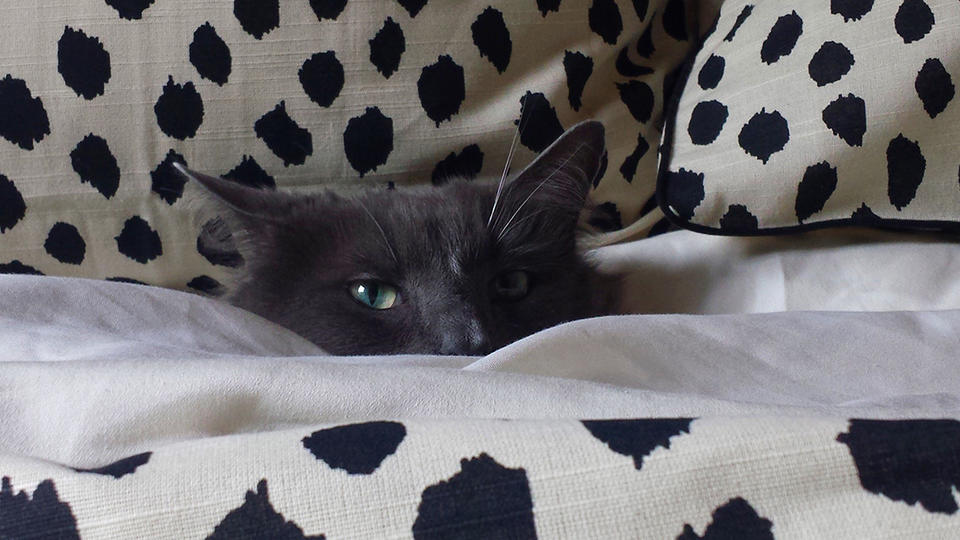 A cat tucked into a comforter on a bed. 