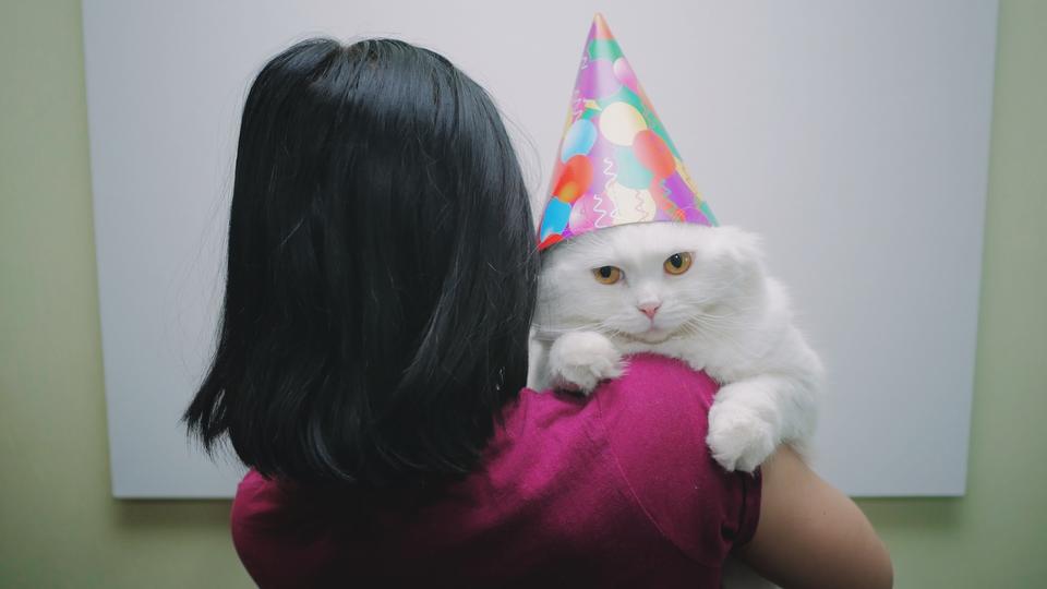 Grumpy white cat wearing a party hat 