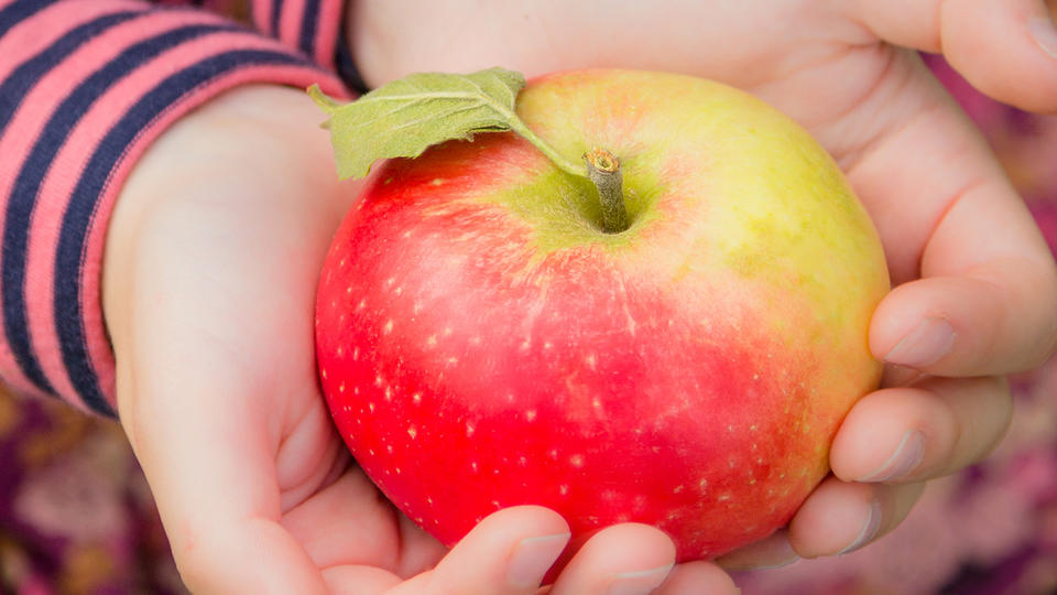 Two hands holding an apple