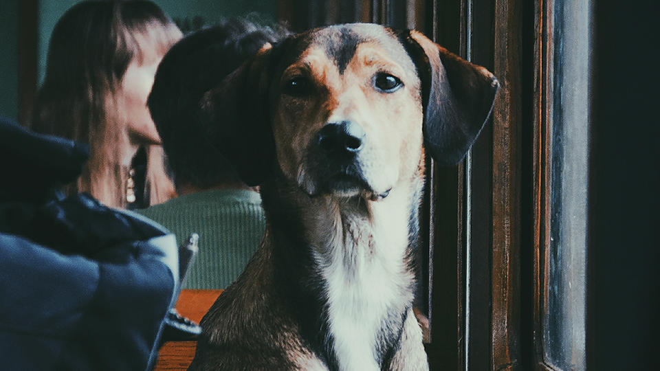 Dog on a train