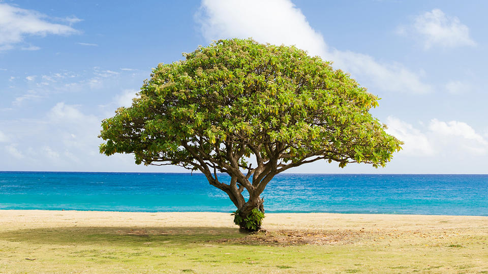 Tree near beach